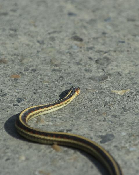 Photo of Thamnophis sirtalis by <a href="http://www.beyondthelens.com">Catherine Aitken</a>